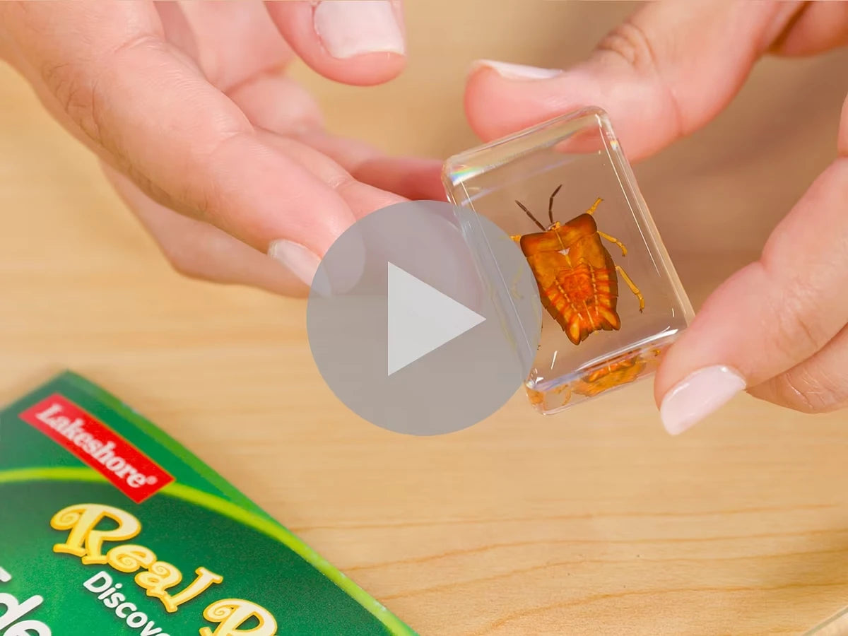 Real Bugs Discovery Kit - US 3432