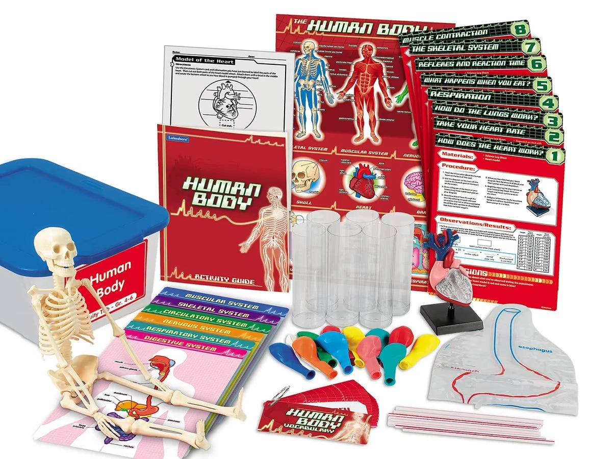 Human Body Activity Tub - Gr. 4-6 - US 5149