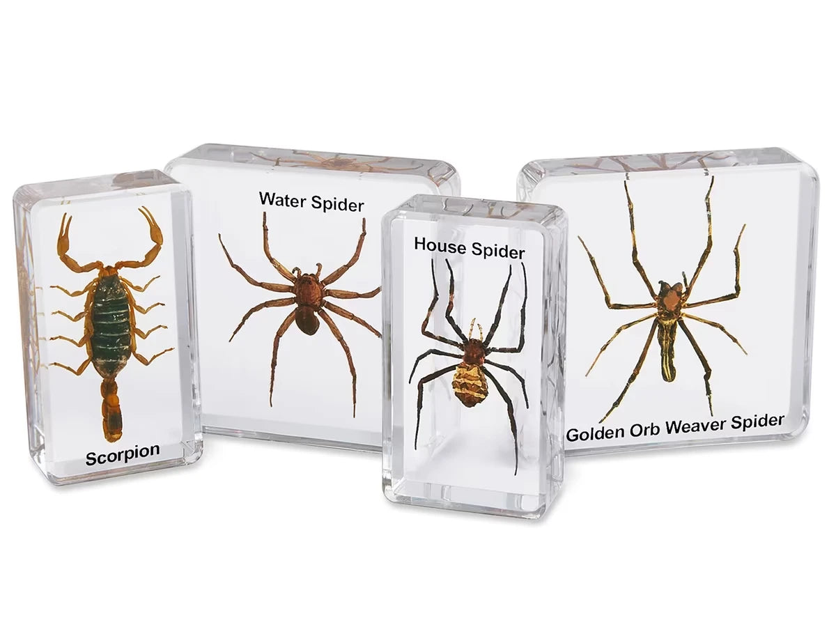 Scorpion & Spiders Specimen Set - US 2926