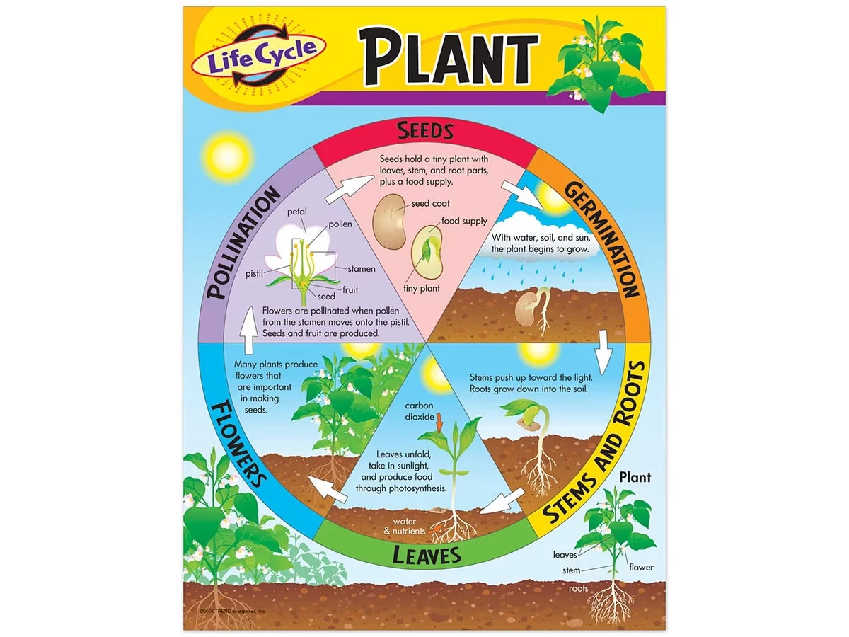 Life Cycle of a Plant Poster - US 1362