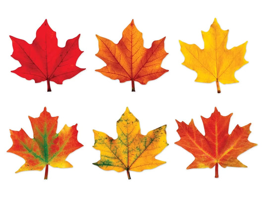 Maple Leaf Accents - US 9858