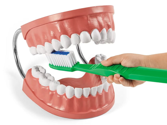 Learn to Brush Demonstration Kit - US 2779