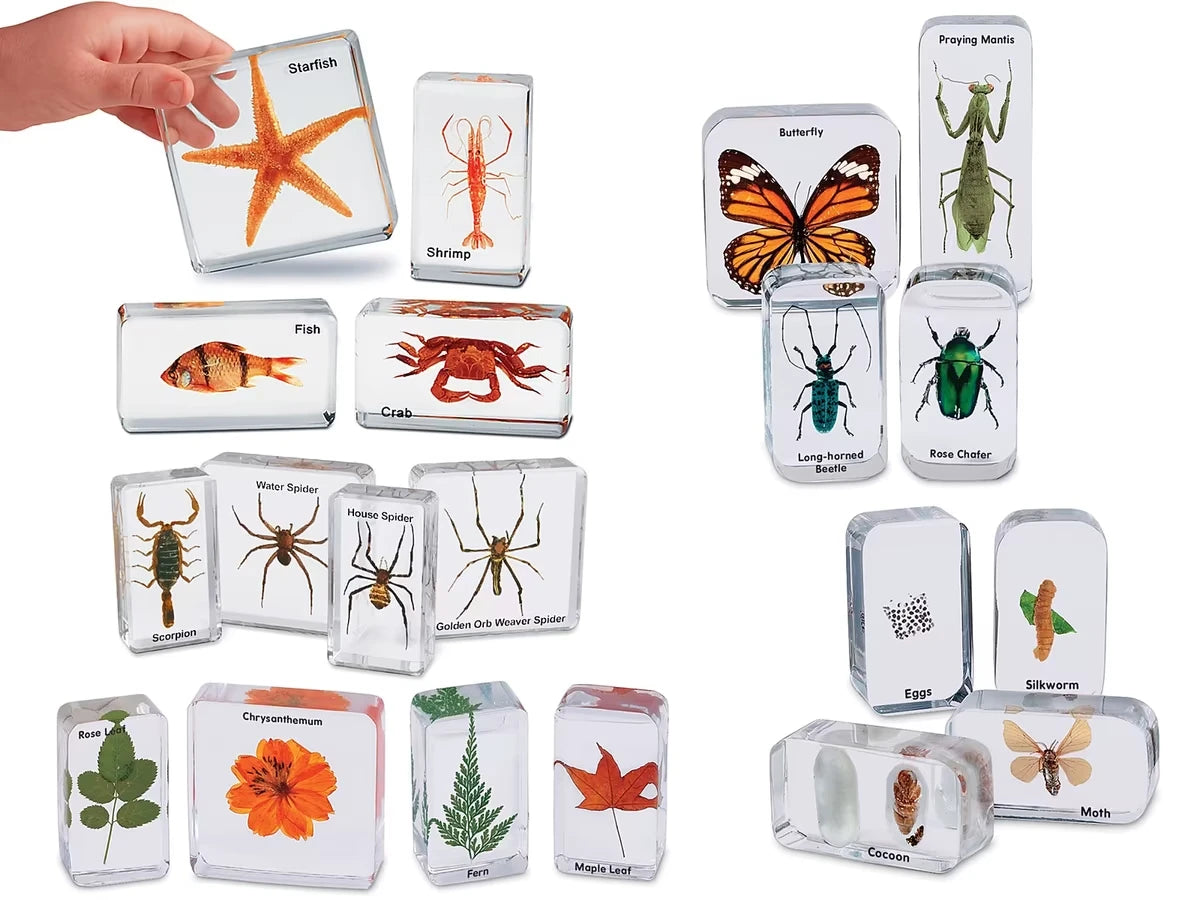 Easy-View Early Science Specimens - Complete Set - US 8717