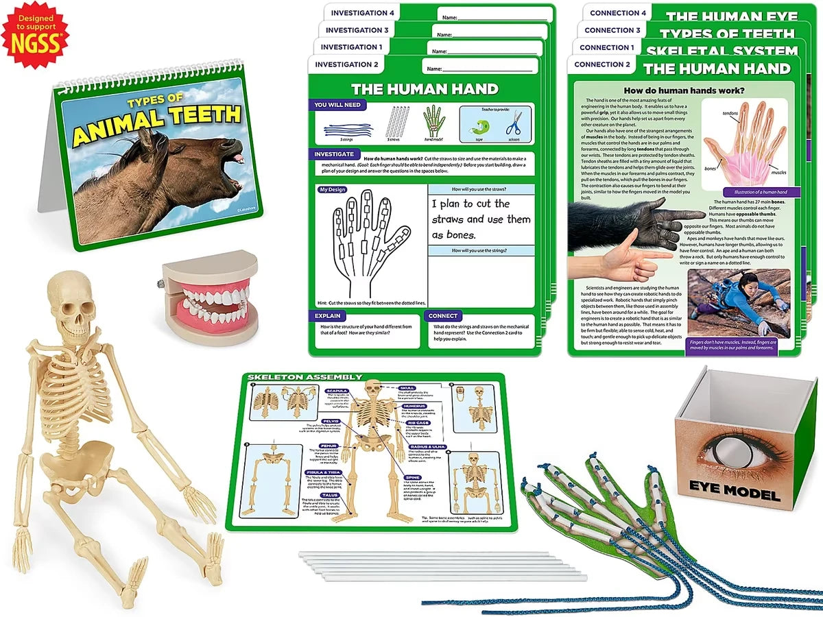Meet the Standards Human Body Kit - Gr. 4 - US 2953