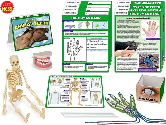 Meet the Standards Human Body Kit - Gr. 4 - US 2953