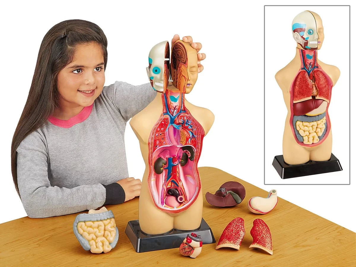 Take-Apart Human Body Model - US 9059