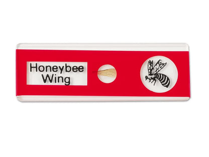 Insects Prepared Slide Kit - US 3671