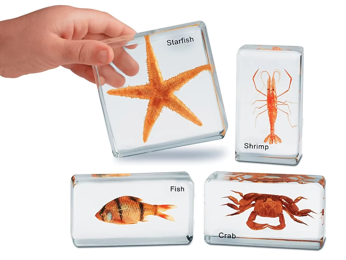 Sea Life Specimen Set - US 4325