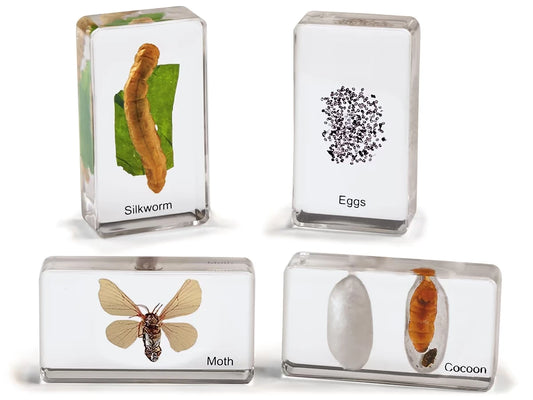 Life Cycle Specimen Set - US 8767