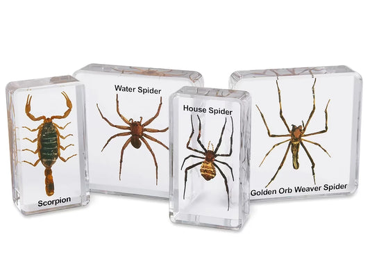 Scorpion & Spiders Specimen Set - US 2926